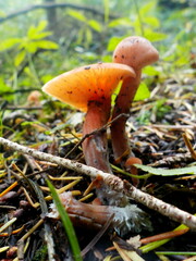 Laccaria laccata