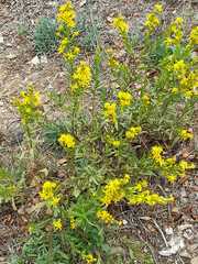 Dittrichia viscosa