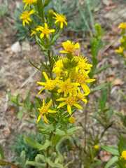 Dittrichia viscosa