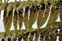 Cyathea