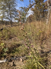 Liatris hirsuta