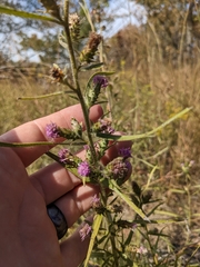 Liatris hirsuta