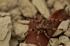 Araneus angulatus