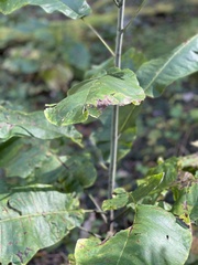 Magnolia macrophylla