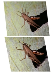 Xenocatantops brachycerus