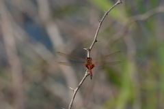Tramea basilaris