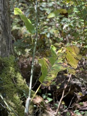 Magnolia macrophylla