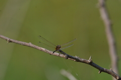 Trithemis pallidinervis