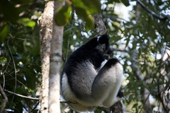 Indri indri