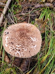 Echinoderma asperum