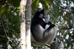 Indri indri