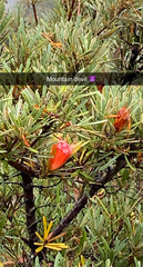 Lambertia formosa