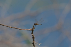 Trithemis pallidinervis