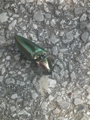 Campsosternus auratus