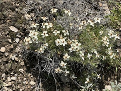 Zinnia acerosa