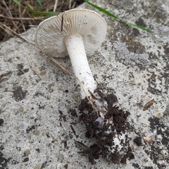 Tricholomella constricta