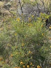 Sidneya tenuifolia