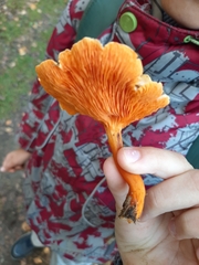Cantharellus cibarius