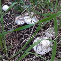 Tricholomella constricta