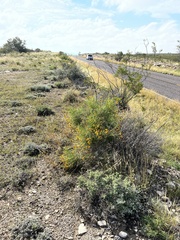 Sidneya tenuifolia