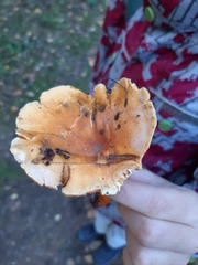 Cantharellus cibarius