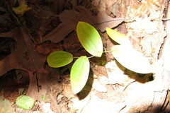 Uvularia perfoliata