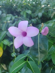 Cryptostegia