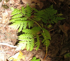 Botrypus virginianus