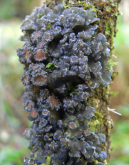 Physma chilense