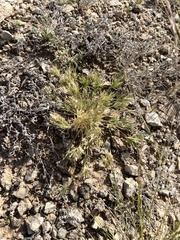 Dasyochloa pulchella