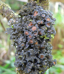 Physma chilense