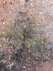 Chrysocephalum pterochaetum