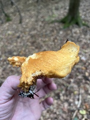 Cantharellus cibarius