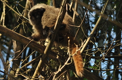 Callicebus nigrifrons