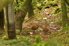 Gallirallus sylvestris