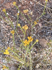 Chrysocephalum pterochaetum