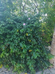 Cryptostegia
