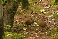 Gallirallus sylvestris