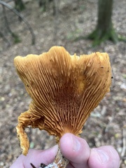 Cantharellus cibarius