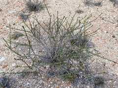 Chrysocephalum pterochaetum