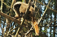 Callicebus nigrifrons