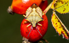 Carpocoris mediterraneus
