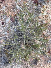 Chrysocephalum pterochaetum