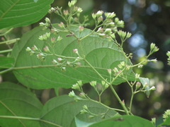Clerodendrum cyrtophyllum