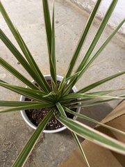 Dracaena reflexa angustifolia