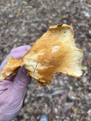 Cantharellus cibarius