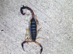 Centruroides fulvipes