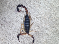 Centruroides fulvipes