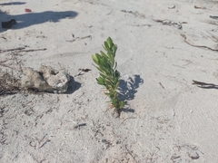 Suriana maritima