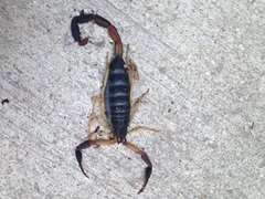 Centruroides fulvipes